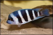 Cyphotilapia gibberosa Musenga