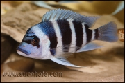 Cyphotilapia gibberosa Musenga