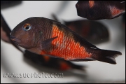 Tropheus sp. Bulu Point (Mabilibili)