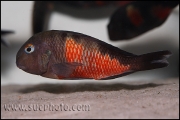 Tropheus sp. Bulu Point (Mabilibili)