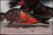 Tropheus sp. Bulu Point (Mabilibili)