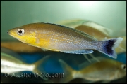 Cyprichromis sp. "Leptosoma Jumbo" Blue Orchid