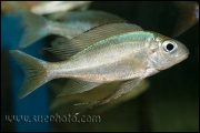 Ophthalmotilapia boops Mabilibili