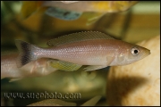 Cyprichromis sp. "Leptosoma Jumbo" Kachese