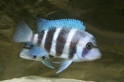 Cyphotilapia frontosa Blue Zambia