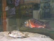 Callochromis macrops Ndole