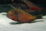 Tropheus sp. Chilanga