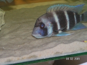 Cyphotilapia frontosa Blue Zambia