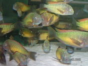 Tropheus sp. Ilangi Yellow Real