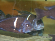 Tropheus cf. duboisi Karilani