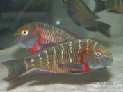 Tropheus sp. Kiku