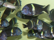 Tropheus cf. duboisi Maswa