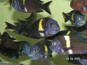 Tropheus cf. duboisi Maswa