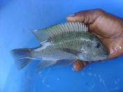 Petrochromis polyodon Kachese