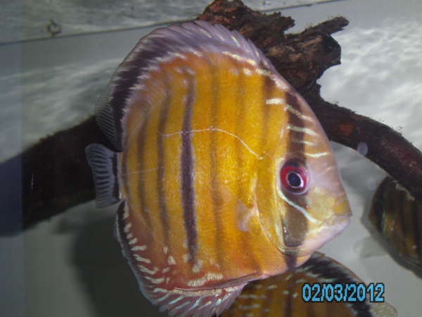 Symphysodon aequifasciatus Red with Red Eyes BARRA MANSA