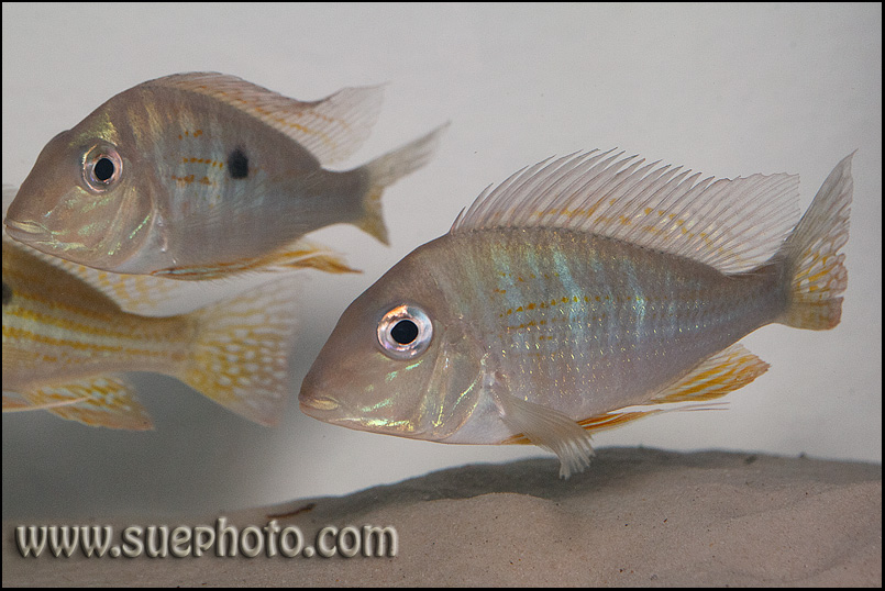 Geophagus altifrons TOCANTIS