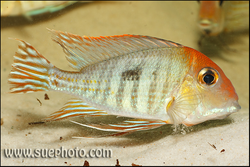 Geophagus sp. Red Head Tapajos