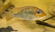 Geophagus altifrons Tocantis