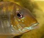 Geophagus altifrons Tocantis
