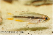 Apistogramma gephyra Rio Negro