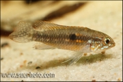 Apistogramma paucisquamis Rio Negro