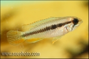 Apistogramma gephyra Rio Negro