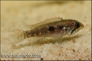 Apistogramma paucisquamis Rio Negro