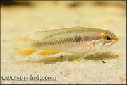 Apistogramma gephyra Rio Negro