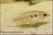 Apistogramma paucisquamis Rio Negro