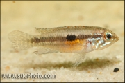 Apistogramma paucisquamis Rio Negro