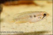 Apistogramma paucisquamis Rio Negro