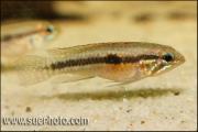 Apistogramma paucisquamis Rio Negro