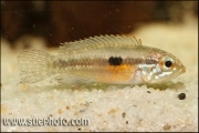 Apistogramma paucisquamis Rio Negro