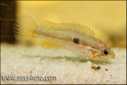 Apistogramma paucisquamis Rio Negro