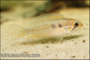 Apistogramma paucisquamis Rio Negro