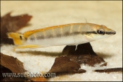 Crenicichla compressiceps Tocantis