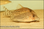 Corydoras pinheiroi Ribeira