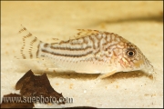 Corydoras pinheiroi Ribeira