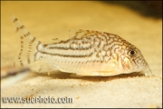 Corydoras pinheiroi Ribeira