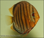 Symphysodon aequifasciatus Blue/Green Oreximina