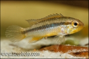 Apistogramma cf. agassizi Curuai