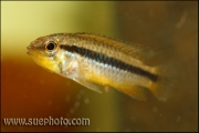 Apistogramma cf. agassizi Curuai