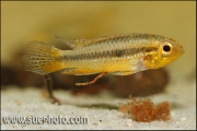 Apistogramma cf. agassizi Curuai