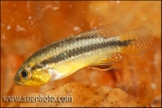 Apistogramma cf. agassizi Curuai