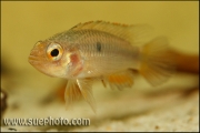 Apistogramma cf. agassizi Curuai