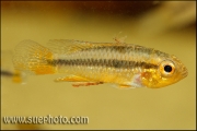 Apistogramma cf. agassizi Curuai