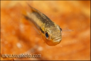 Apistogramma cf. agassizi Curuai