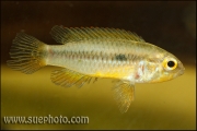 Apistogramma cf. agassizi Curuai