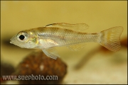 Biotoecus opercularis Tapajos