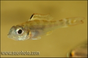 Biotoecus opercularis Tapajos